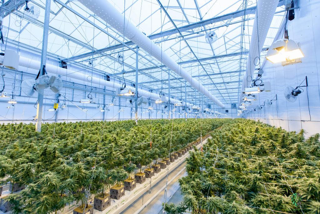 Environmental sustainability: Largescale Indoor cannabis cultivation